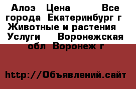 Алоэ › Цена ­ 150 - Все города, Екатеринбург г. Животные и растения » Услуги   . Воронежская обл.,Воронеж г.